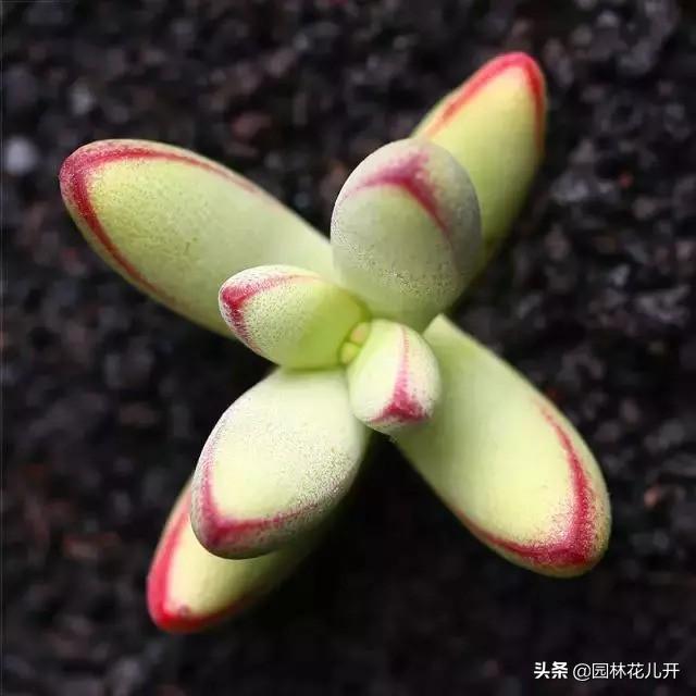 多肉植物图谱 多肉植物图谱（多肉植物怎么种） 生活