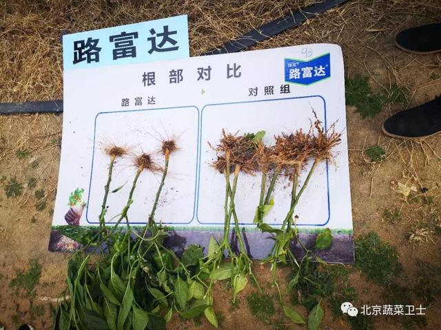 「拜耳更好蔬菜」辣椒根结线虫难防治？献一份解决方案给你！7