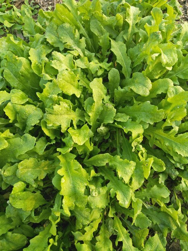 农村这8种蔬菜，也许你没当回事，多吃老人小孩能补钙，记得收藏