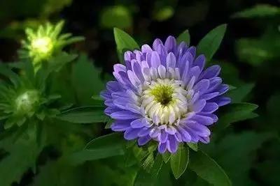 50种浪漫鲜花花语大全 50种浪漫鲜花花语大全（50种浪漫鲜花花语大全图片） 生活