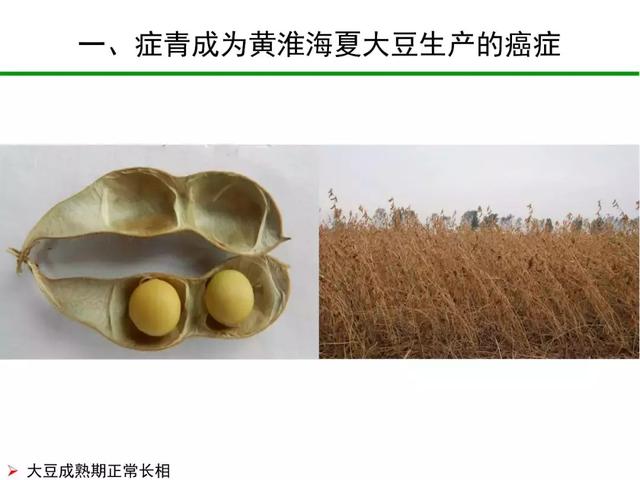 大豆症青——黄淮海夏大豆生产的“癌症”？“罪魁祸首”是它！