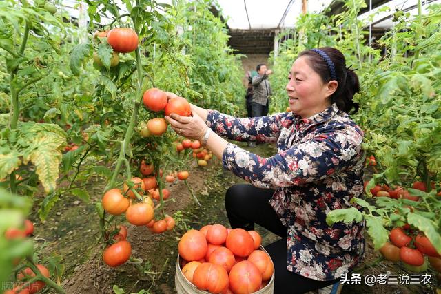 一招通用！西红柿、茄子、黄瓜、西葫芦 喷药秘方！吃不完、卖不完9