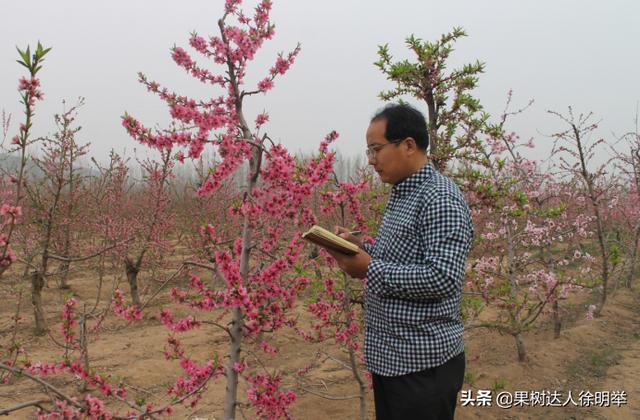 桃子在成熟时的有些地方烂果严重，什么原因，怎么解决呢6