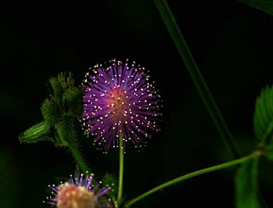 含羞草会开花吗