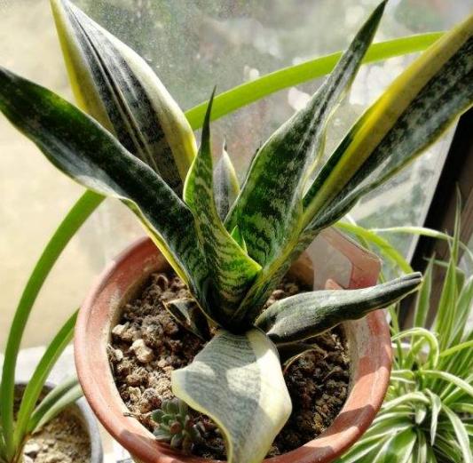 厚脸皮植物 厚脸皮植物，厚脸皮植物怎么修剪 生活