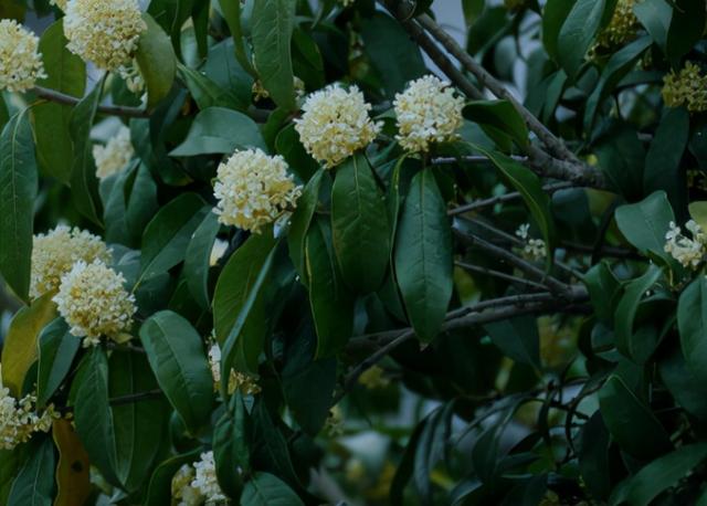 8种“安全花”，家里有老人孩子孕妇都能养，反而清新养人