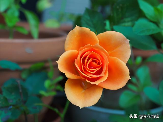 月季花语