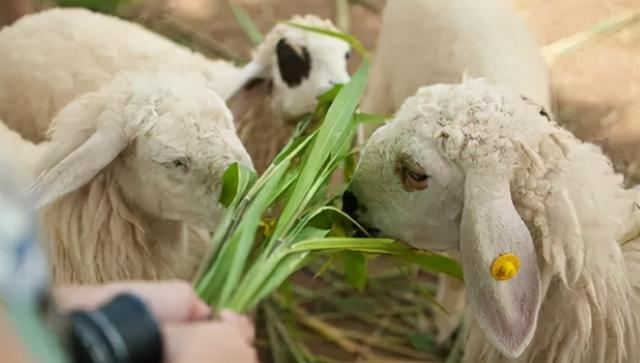 汉川南河乡老新村栗山(汉川南河栗山小镇)