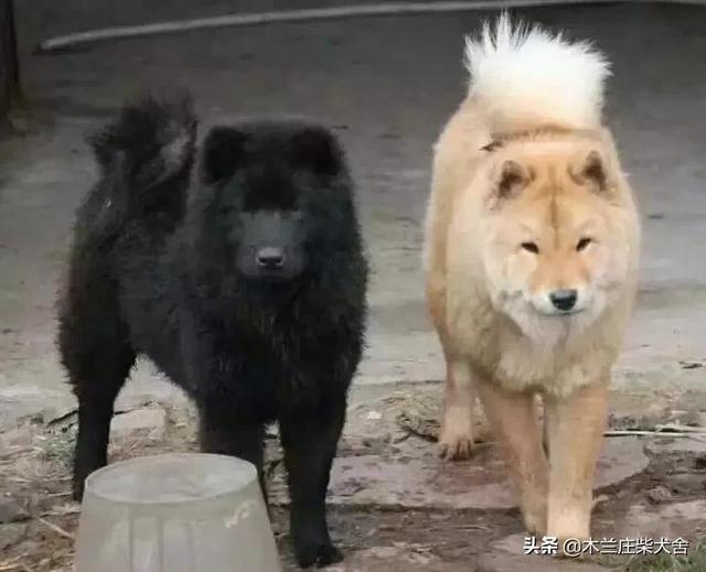 唐犬