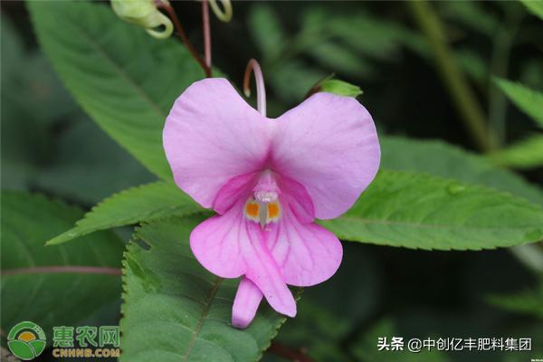 凤仙花种子（凤仙花种子的特点是什么）