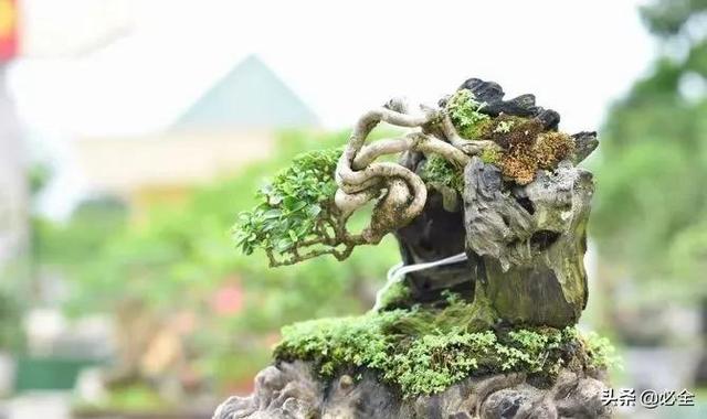 盆景制作