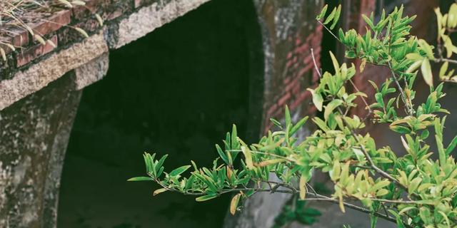 芙蓉花开 芙蓉花开（芙蓉花开花特点） 生活