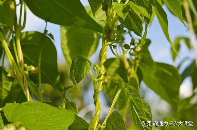 豆角忌追施什么肥料，豆角高产要重视3个时期追肥，花序多产量高3