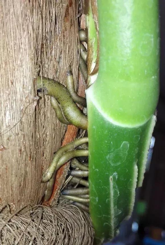 绿萝的养护方法