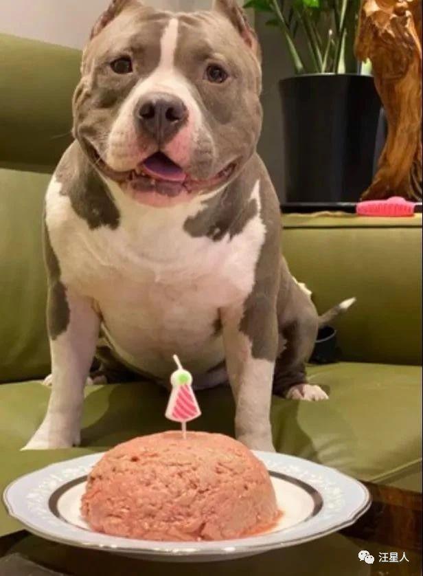恶霸犬:恶霸犬怕打雷，吓得大腿肌肉狂抖，网友：对得起你的长相吗