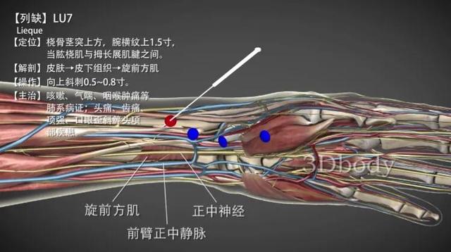 列缺穴—风寒咳喘之良穴