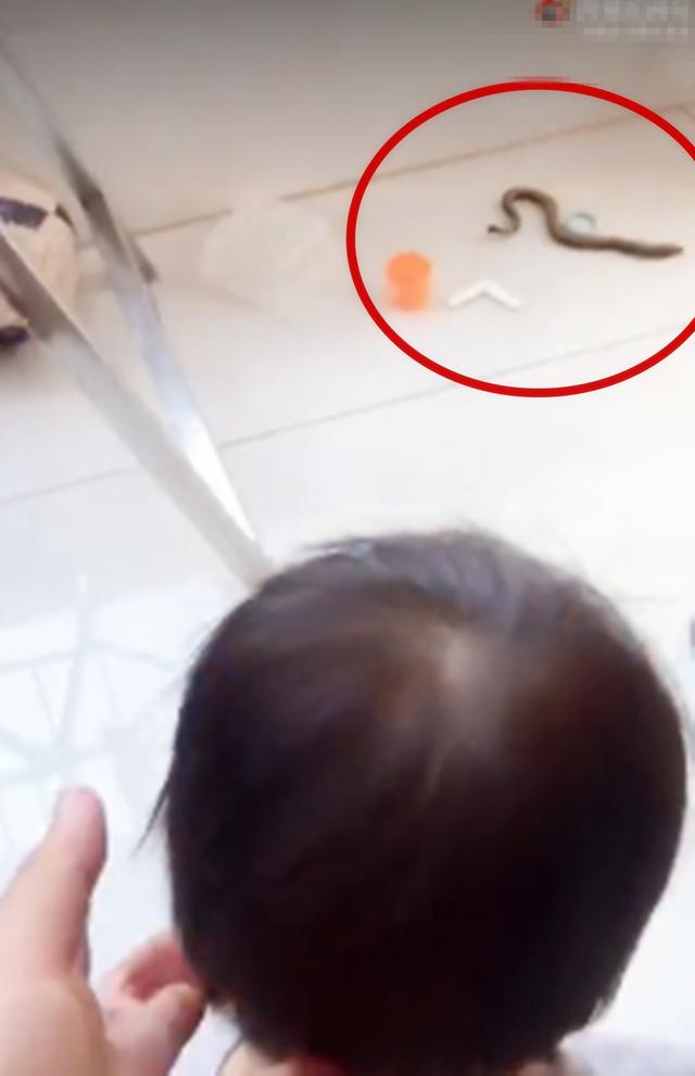 “初生牛犊不怕虎”：家里黄鳝跑出来爸妈不敢上手，只能拜托娃了