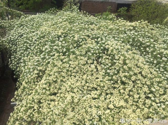 木香花为什么不能种