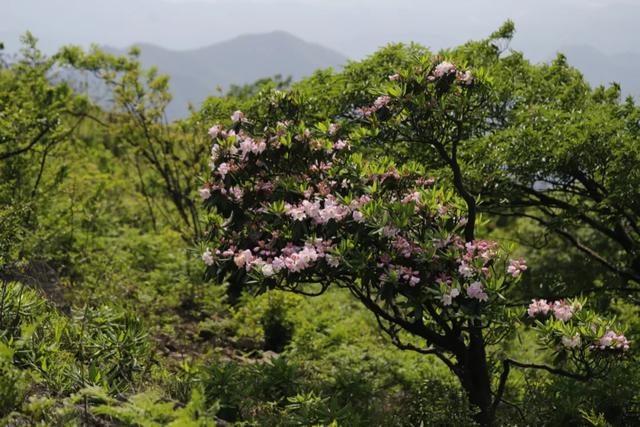 云锦杜鹃 云锦杜鹃（天台山云锦杜鹃） 生活