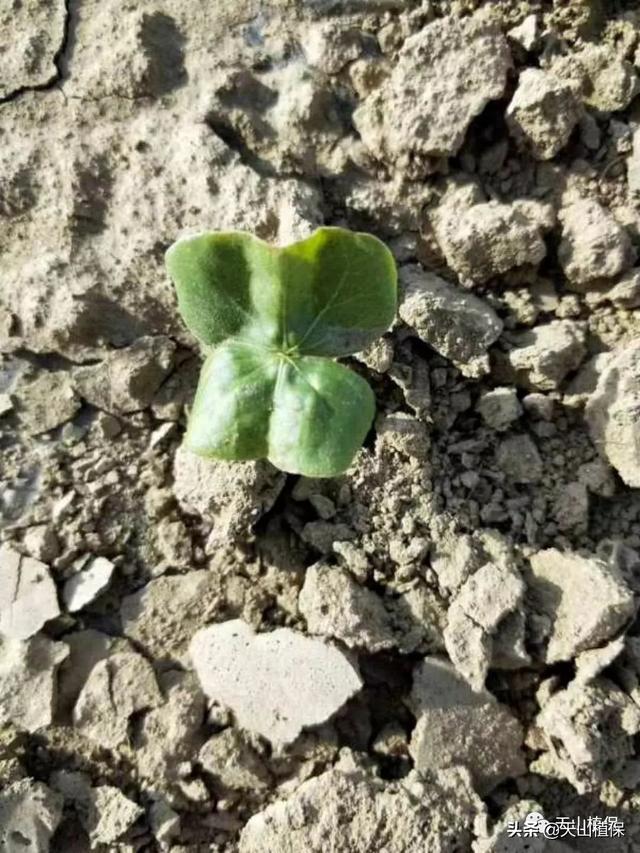 浅谈棉花播前除草剂二甲戊灵安全使用技术3