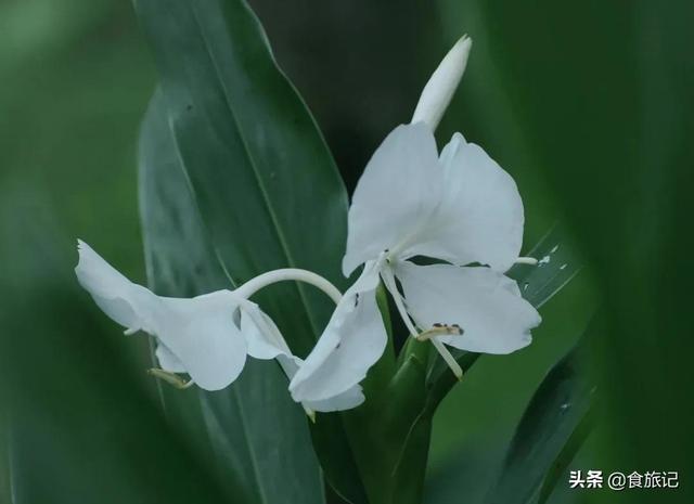 如果秋天是一剂香水，那么它的前调，或许是一阵馥郁而幽远的花香