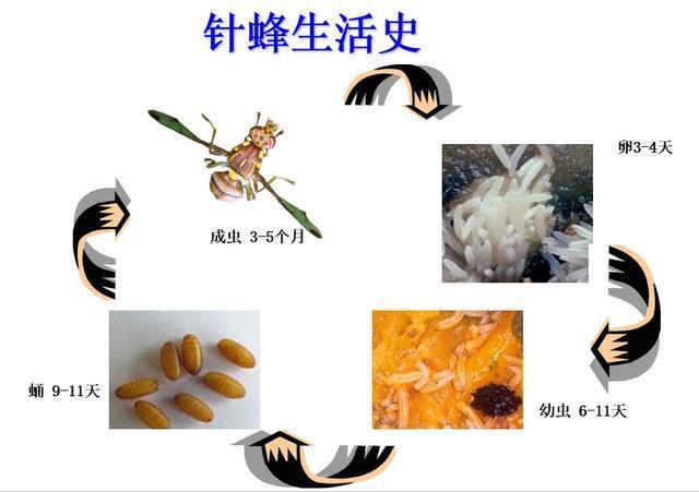 水瓜个大饱满切开里面腐烂全是蛆？其实是针蜂在作祟，防治需趁早3