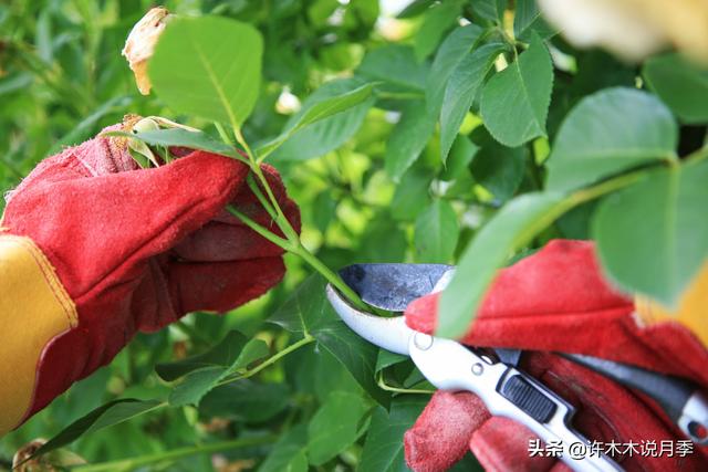 月季冬天需要喷药吗？寒冬腊月这样做，春暖花开无病害-许木木10