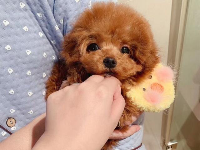 茶杯犬好养吗