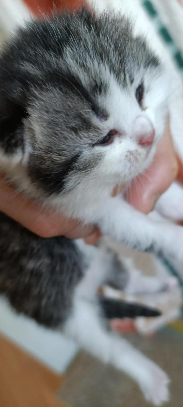 出生八天的小宝宝