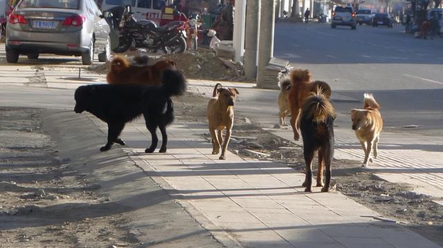 中华田园犬为什么禁养