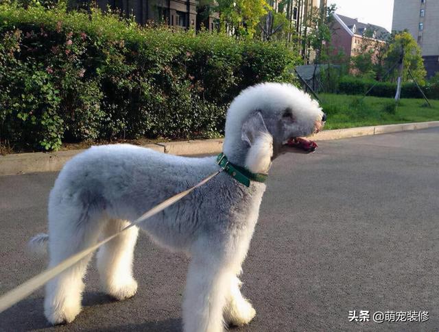 长须牧羊犬 长须牧羊犬（古代长须牧羊犬） 动物