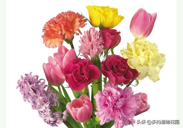 送老师什么花