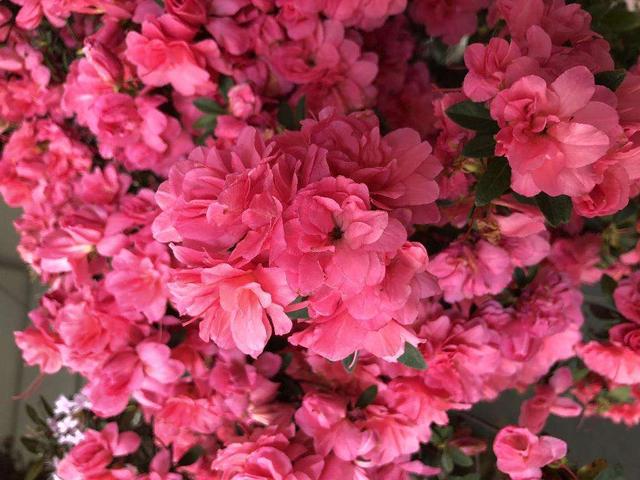 花卉名称