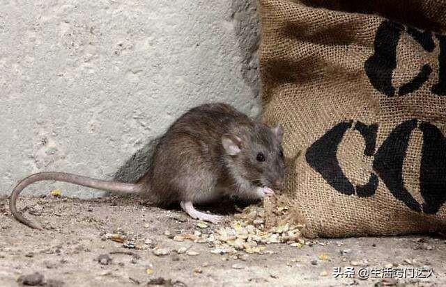 家里如何灭鼠，家里出现老鼠该怎么办