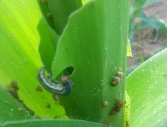 天越旱，虫害越重！玉米粘虫危害和发生原因特征，以及防治方法4