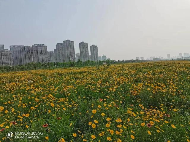 淮河之夏日清晨 Kks資訊網