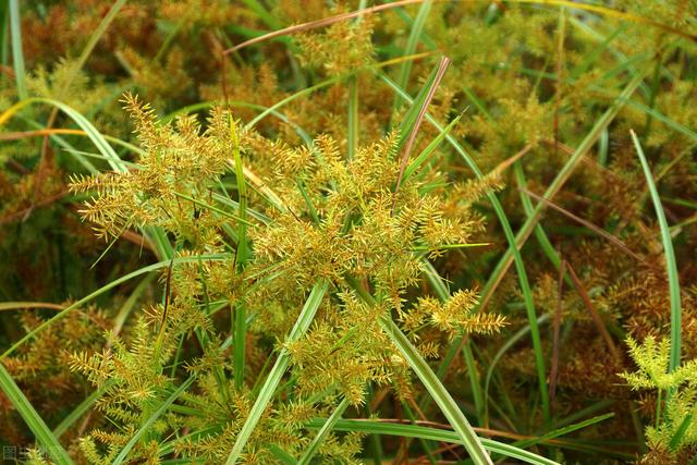 莎草為莎草科多年生草本植物,別名又叫雷公頭,香附[香附,中藥名.