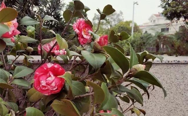 茶花 茶花（茶花盆栽技术） 生活