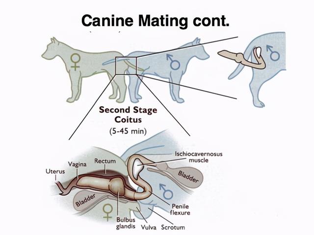 犬交经历