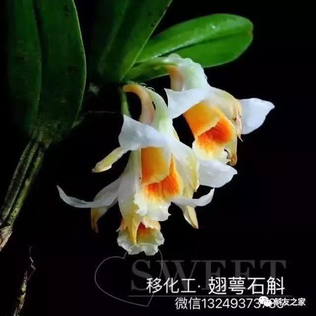 石斛种类 石斛种类（石斛种类有哪些） 生活