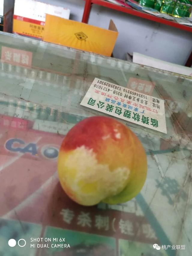 特别提醒！油桃幼果期做好虫害预防