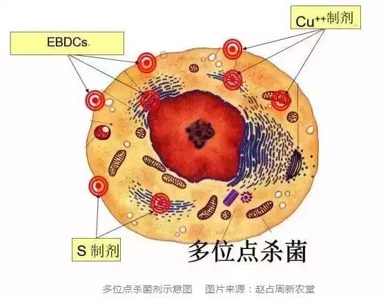 代森锰锌在世界范围内畅销50多年，这款杀菌剂有何独特之处？3