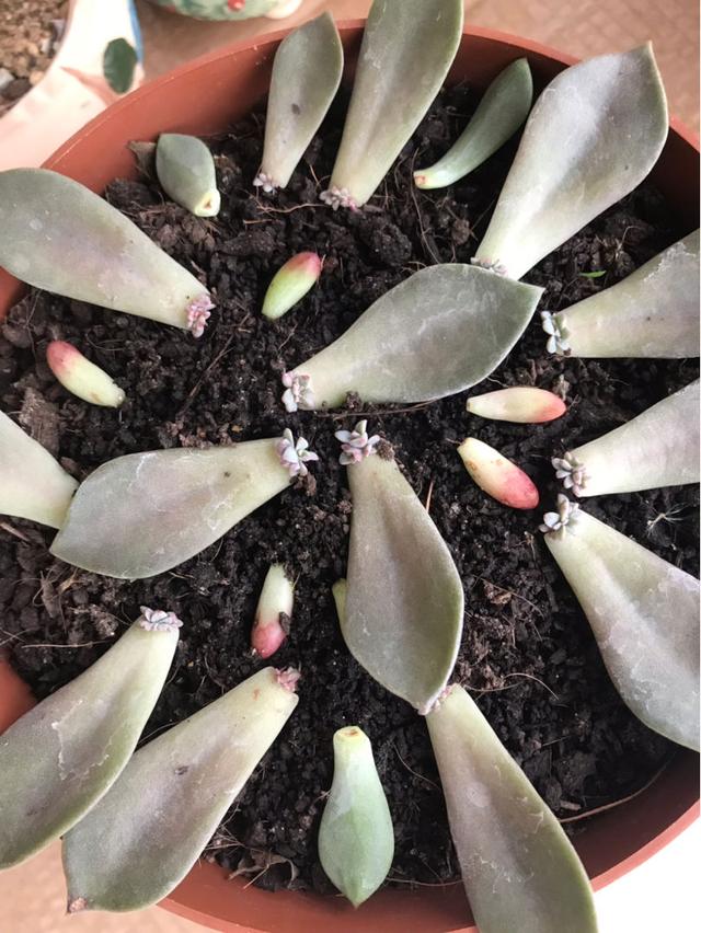 肉芽怎么办