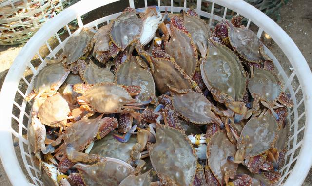 含“寄生虫”最多的3种海鲜，没营养还贵，很多人还天天吃