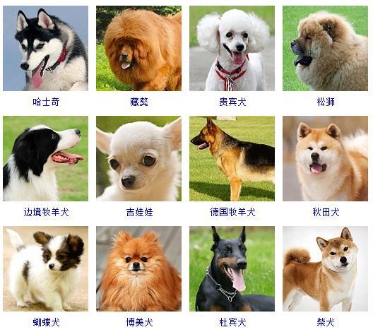 宠物狗的种类及图片 宠物狗的种类及图片（宠物狗种类大全带图片） 动物