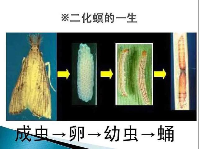 水稻二化螟如何防治？抓准防治时期很重要，要在卵孵化盛期用药2