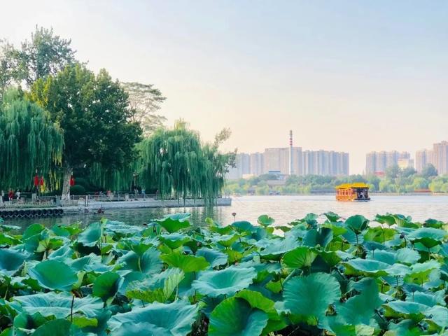 大明湖畔的夏雨荷