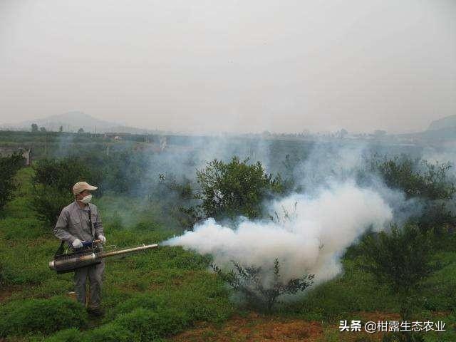 柑橘一年打药几次最好？什么时候打？