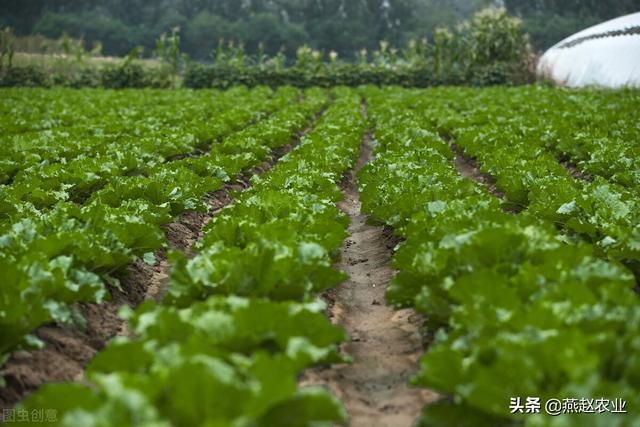 软腐病是白菜种植中的顽疾，注意三个问题，发病率会大大降低3