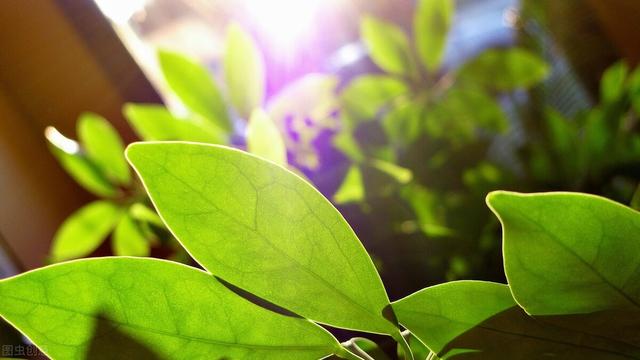 芸苔素怎么选？哪种芸苔素最好？看完这篇一定有用2